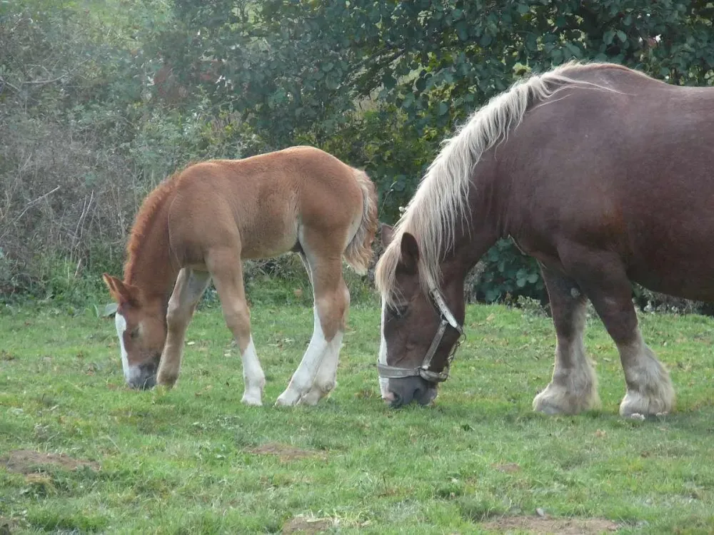 Moulin de massagettes galerie photos (7)