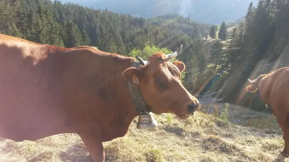 Moulin de massagettes vie de ferme (5)