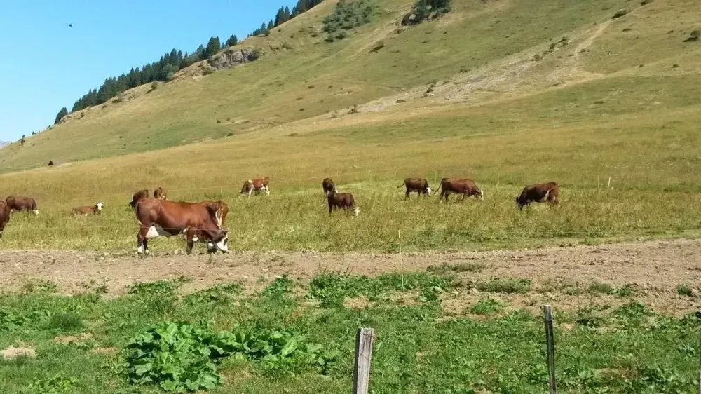 Moulin de massagettes vie de ferme (3)
