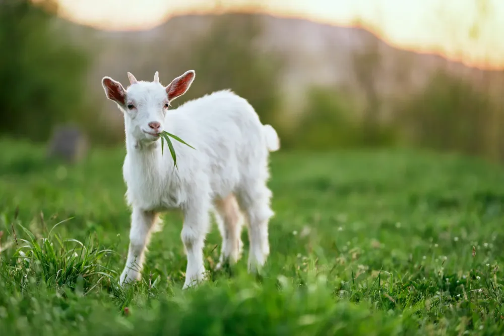 Chevreau